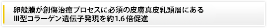 卵殻膜が創傷治癒プロセスに必須の皮膚真皮乳頭層にあるⅢ型コラーゲン遺伝子発現を約1.6倍促進
