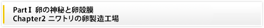PartⅠ 卵の神秘と卵殻膜|Chapter2　ニワトリの卵製造工場